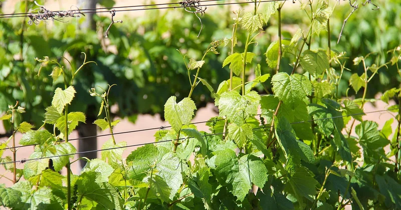 La vraie question n’est pas « quel vignoble visiter » mais « comment le choisir »