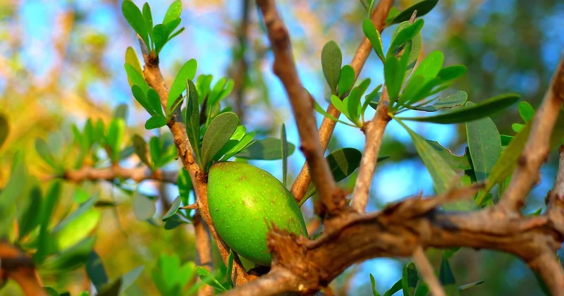 Où trouver une coopérative autour de Taroudant